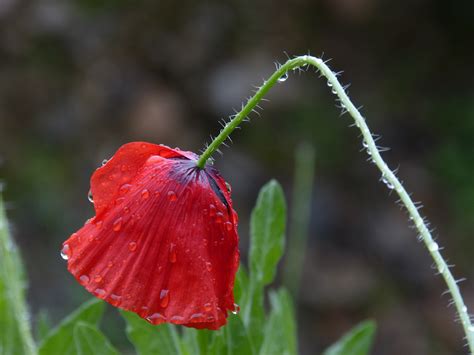 1920x1080 wallpaper | red poppy flower | Peakpx