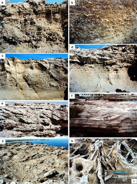 -Facies Association B (uppershore zone), area di Punta Longa, south of... | Download Scientific ...