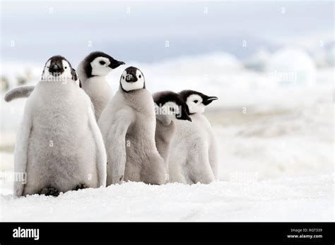 Adorable Emperor Penguin (Aptenodytes forsteri) chicks on sea ice at ...