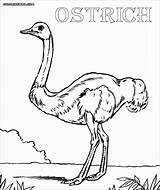 Ostrich Coloring Pages  ColoringBay sketch template