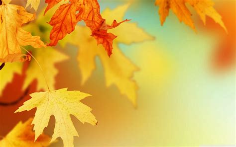 Fall Leaf Backgrounds - Wallpaper Cave