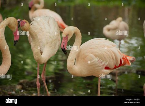 Gorgeous Flamingo birds. Tropical Theme Wallpaper with Flamingos Stock ...