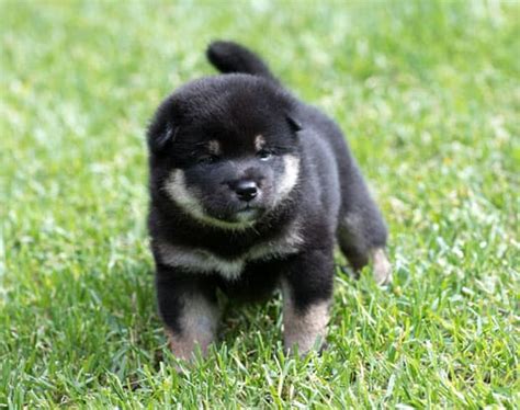 Black And Tan Shiba Inu Facts And Information - My First Shiba Inu