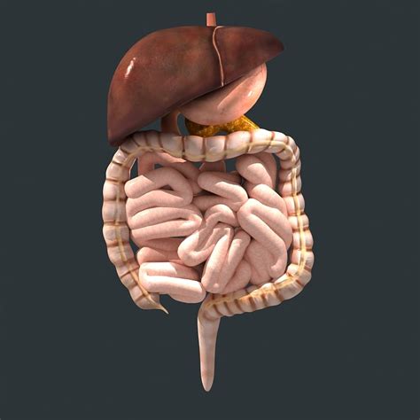 Homemade 3D Model Of The Digestive System