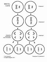 Mitosis & Meiosis Coloring Worksheet By 98 Percent Chimp  TpT sketch template