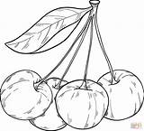 Cherry Coloring Pages Easy Fruit Fruits Drawing Small Printable Kids  sketch template