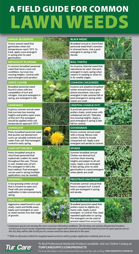 Different Types Of Weeds In Yard