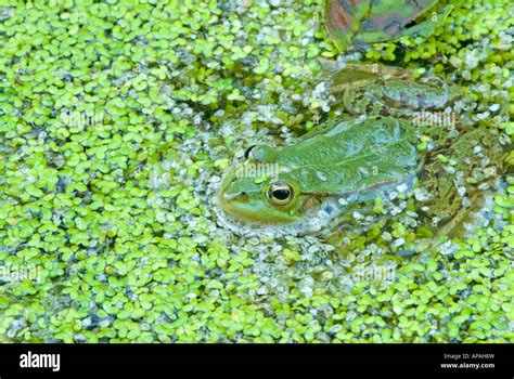 European Edible Frog (Rana esculenta) in pond among Duckweed Stock Photo - Alamy