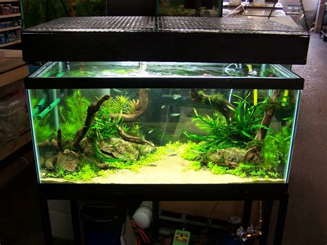 How To Aquascape A Freshwater Aquarium : Aquascaping For Beginners 10 ...