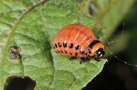 Colorado Potato Beetle Facts, Habitat, Diet, Life Cycle, Baby, Pictures