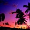 Hawaii, Oahu, Maunaloa Bay, View Of Tall Palm Trees With Golden Sunset Over Ocean Photo Canvas ...