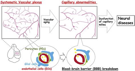 Frontiers | Aging of the Vascular System and Neural Diseases