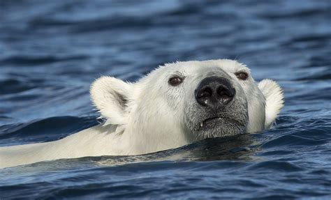 Majestic Polar Bear Swimming in Franz Josef Land