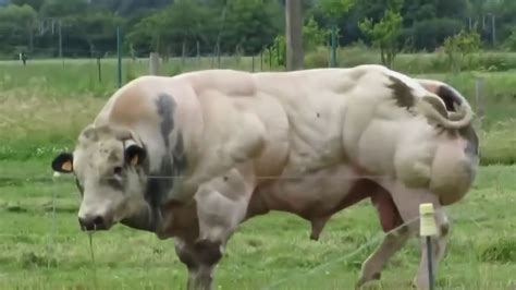 This Bull Has Been Bred For Its Enormous Muscles - YouTube