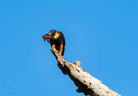 Bat Falcon Spotted in Texas in First Sighting in U.S. History