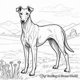 Greyhound Coloring Pages  Free & Printable sketch template
