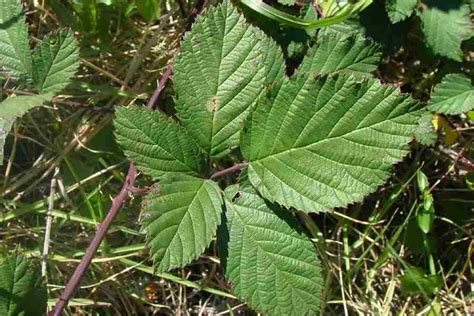 Rubus fruticosus sp. agg.