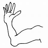Download High Quality arm Clipart coloring Transparent PNG Images  Art sketch template