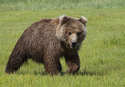 Grizzly Bear Cub Photograph by Phyllis Taylor - Pixels