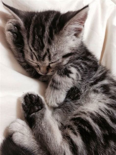 Just 26 Kittens Sleeping Real Weird | Cuteness