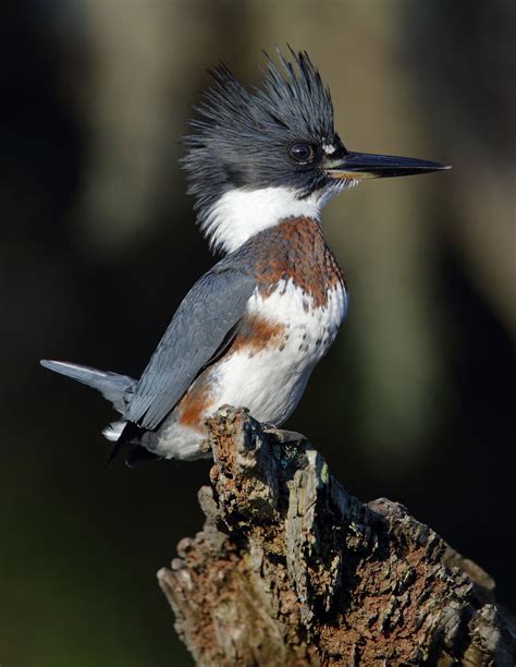 Belted Kingfisher Habitat | Literacy Basics
