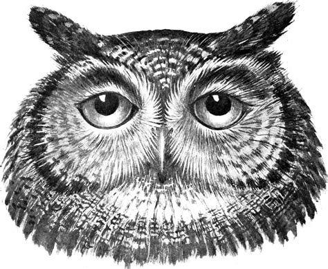 Owl Silhouette Clip Art Clipart Best - vrogue.co