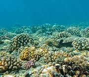 Scientists discover coral 'oases' where reefs thrive | NSF - National Science Foundation