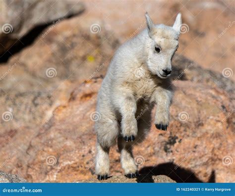 A Baby Mountain Goat Leaping on Rocks in the Mountains Stock Image ...