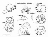 Baby Animal Labeled Coloring Page sketch template
