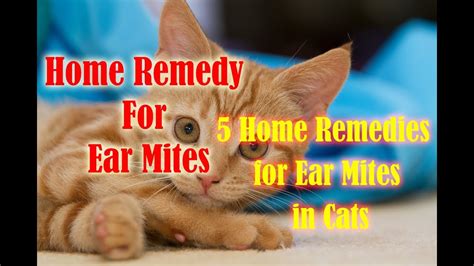 5 Home Remedies for Ear Mites in Cats | home remedy for ear mites - YouTube