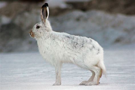 Arctic Hare Facts and Adaptations - Lepus arcticus | Arctic hare, Artic animals, Arctic tundra ...