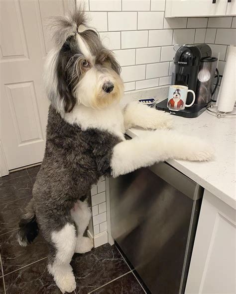 Sheepadoodle: Old English Sheepdog & Poodle - The Dogman