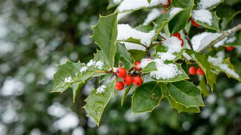 Holly care and growing guide: expert tips | Gardeningetc