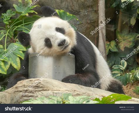 Sleeping Giant Pand Giant Panda Ailuropoda Stock Photo (Edit Now ...