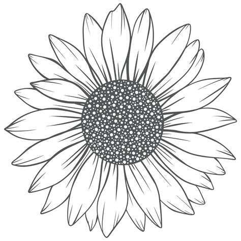 sunflower line art, sunflower line drawing, floral line drawing ...