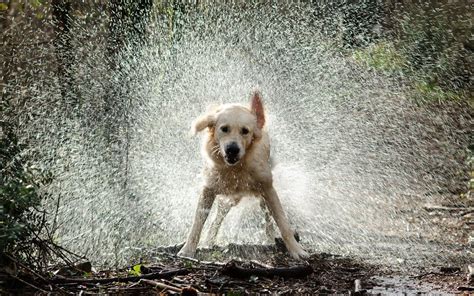 Water Play for All - LIFE WITH DOGS