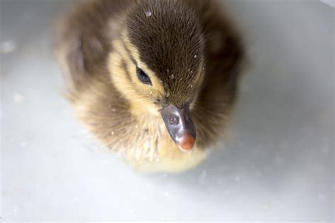 Baby duck swimming (17 pics) | Amazing Creatures