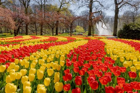 Keukenhof map - Tulip Festival Amsterdam