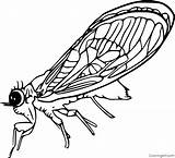 Cicada Coloring Pages  Cool sketch template