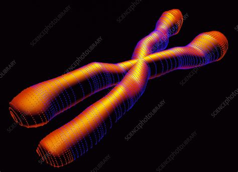 X chromosome - Stock Image - P656/0139 - Science Photo Library