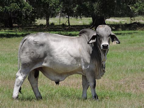 Brahman Sale Cattle – Grand Bar Ranch – Located in Florida