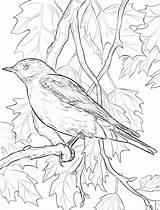 Bluebird Outline Coloring Page  Free Printable Pages For Kids sketch template