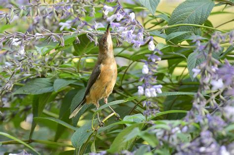 Eastern Spinebill ( its a long stretch ) | Dorothy Jenkins | Flickr
