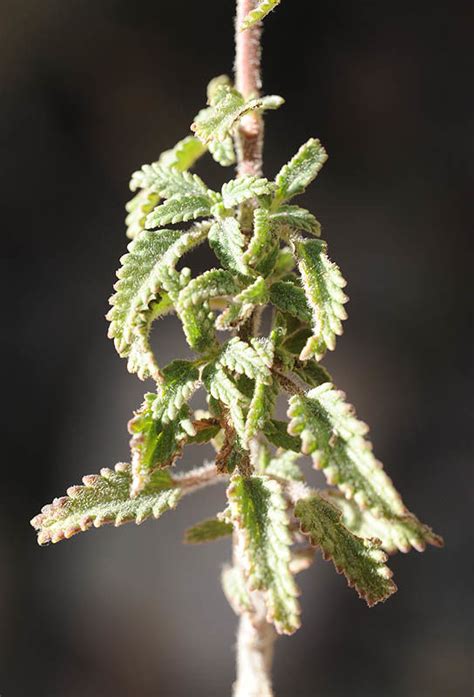 Nepeta L. | Plants of the World Online | Kew Science