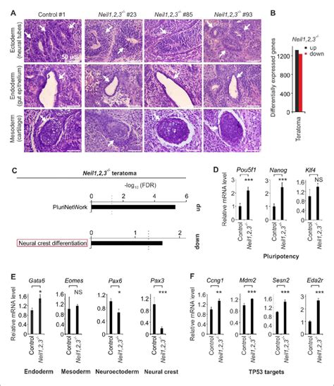 Neil1,2,3-deficient mESCs display neural crest cell differentiation ...