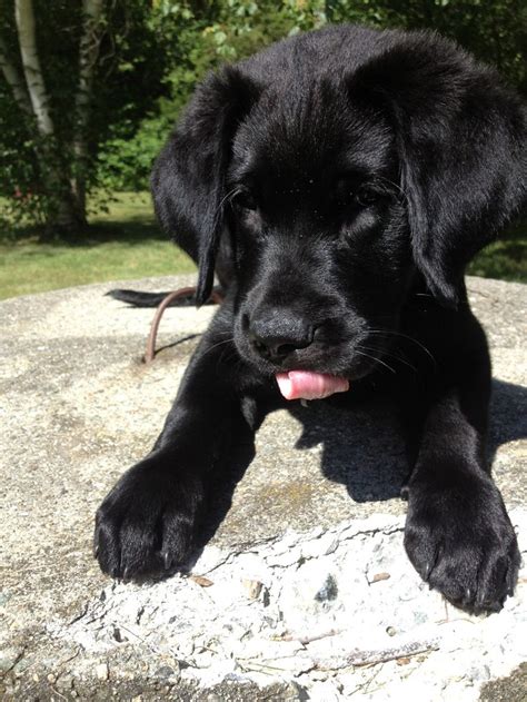 Black lab golden retriever mix | Just plain cute! | Pinterest