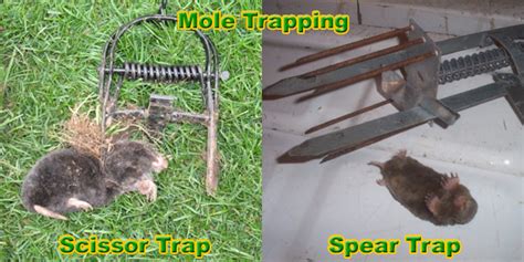 Mole Trapping - How To Trap