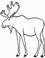 moose Outline coloring Page sketch template