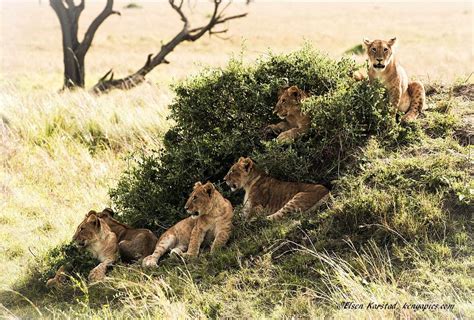 Elsen Karstad's 'Pic-A-Day Kenya': Cubs Galore, Masai Mara Kenya