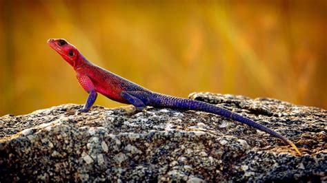 55 of the Most Colorful Lizards in the World - Color Meanings